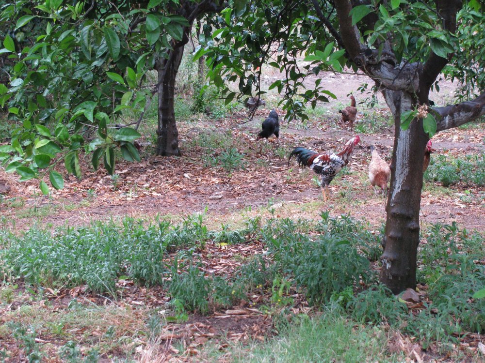 кемпинг чирали курицы в саду